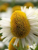 005.webp