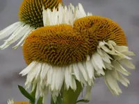 009.webp