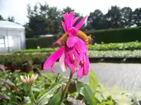 pew pew deep rose.webp