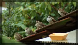 comp_DSC04531.webp