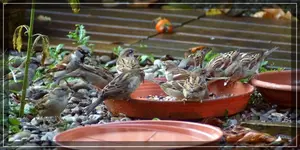 comp_DSC04541.webp