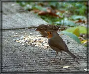 comp_DSC04564.webp