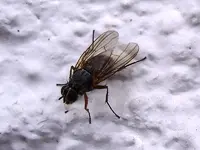 Fliege_0132.webp