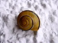 Schnecke_0136.webp