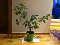 IMG_0486.webp