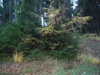 SAM_1799.webp