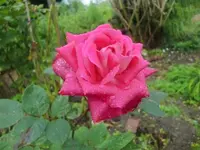 CIMG3379.webp