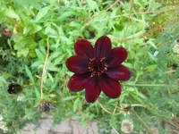 CIMG3257.webp