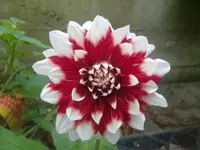 CIMG3275.webp