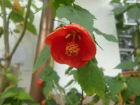 CIMG3281.webp