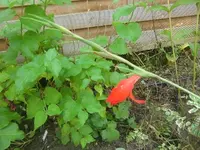 CIMG3292.webp