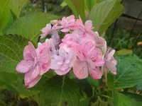 CIMG3338.webp