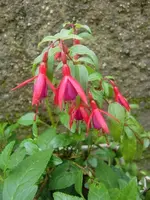 CIMG3363.webp