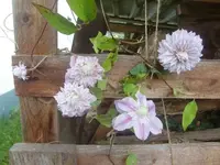 CIMG3326.webp