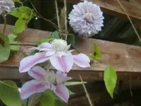 CIMG3329.webp