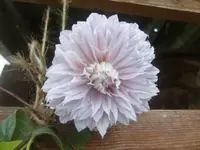 CIMG3330.webp