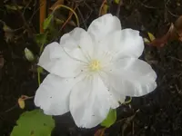 CIMG3327.webp