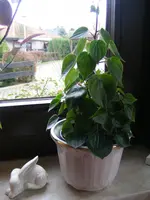 Pepperomia.webp