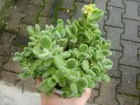 CIMG3374.webp