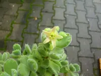 CIMG3375.webp