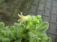 CIMG3376.webp