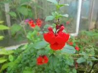 CIMG3258.webp