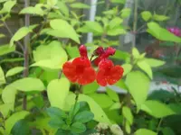CIMG3259.webp