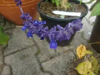 CIMG3268.webp