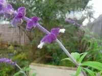 CIMG3255.webp