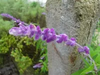 CIMG3261.webp