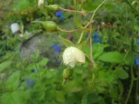 CIMG3388.webp