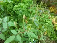 CIMG3289.webp