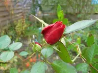 CIMG3293.webp