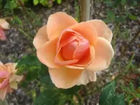 CIMG3321.webp