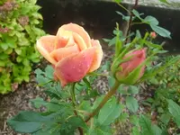 CIMG3322.webp