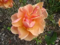 CIMG3323.webp