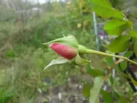 CIMG3336.webp