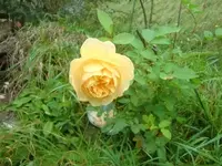CIMG3339.webp