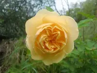 CIMG3341.webp