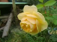 CIMG3342.webp
