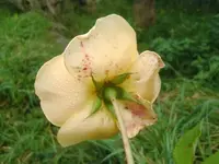CIMG3354.webp
