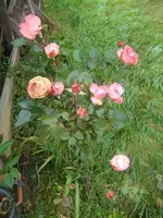 CIMG3348.webp