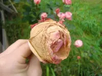 CIMG3349.webp