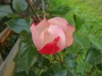 CIMG3350.webp