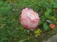 CIMG3351.webp