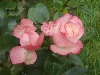 CIMG3352.webp
