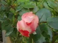 CIMG3353.webp