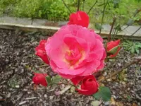 CIMG3360.webp