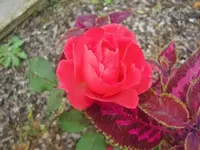 CIMG3362.webp