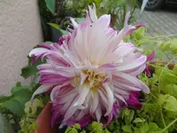 CIMG3251.webp